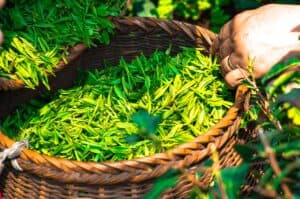 Tea Leaf China Green Tea Leaves  - DukeAsh / Pixabay